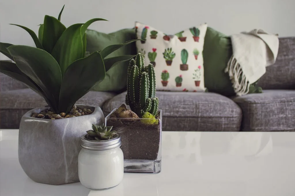 Kaktus auf Kissen und graues Sofa